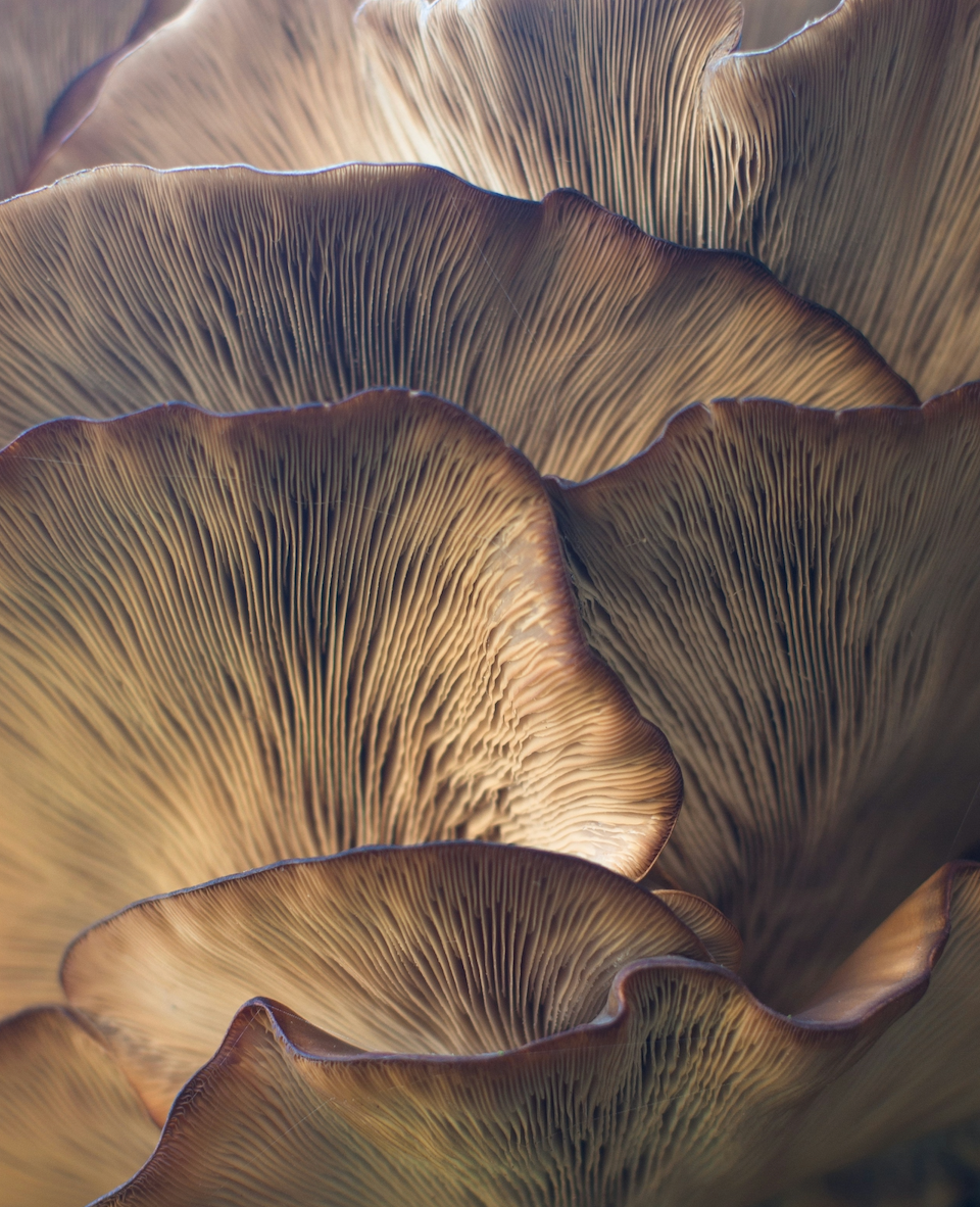 MUSHROOM GUIDE TILL ADAPTOGENA SVAMPAR