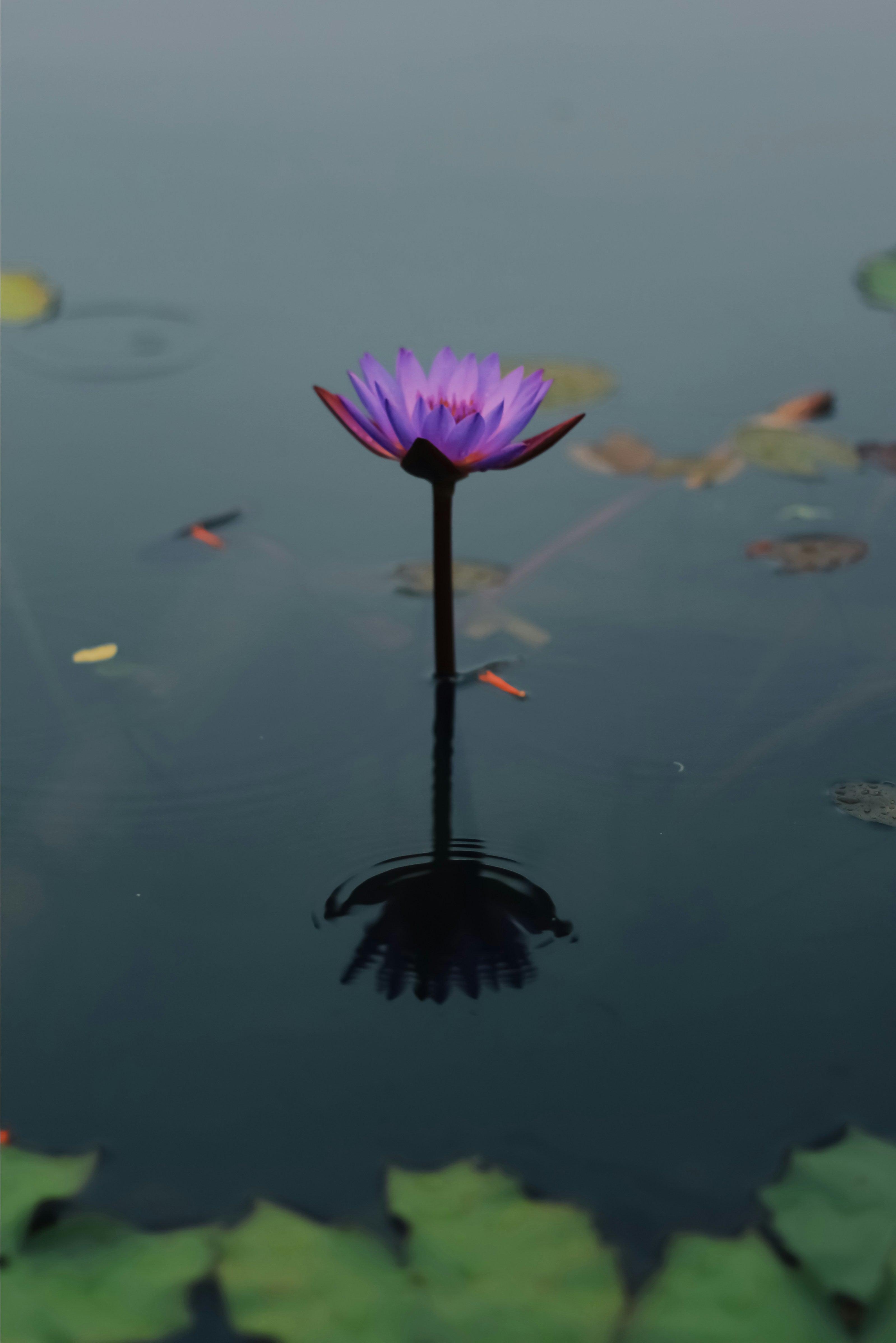 Blue lotus - blå lotus blomma