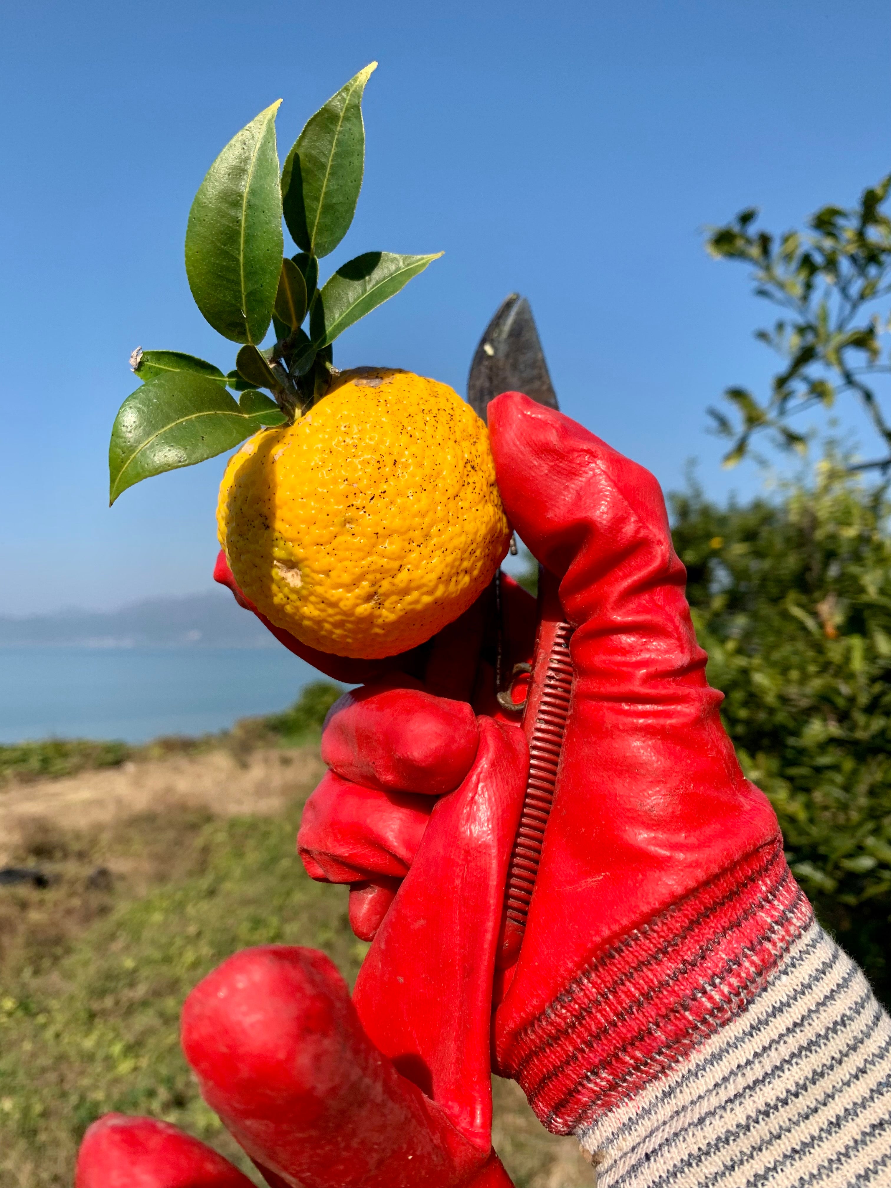 Sparkling Yuzu Original