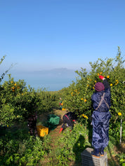 Sparkling Yuzu Original