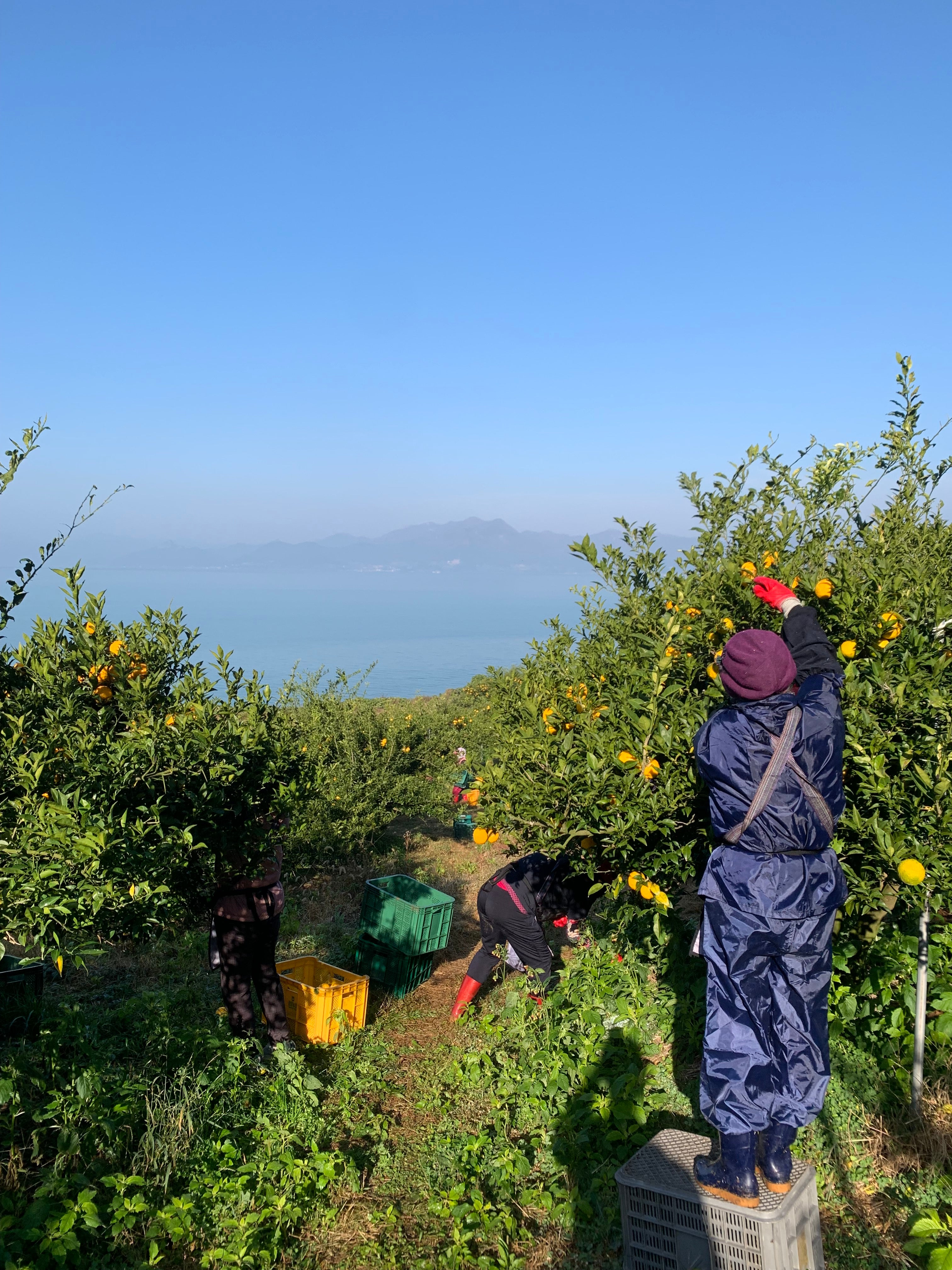 Sparkling Yuzu Original