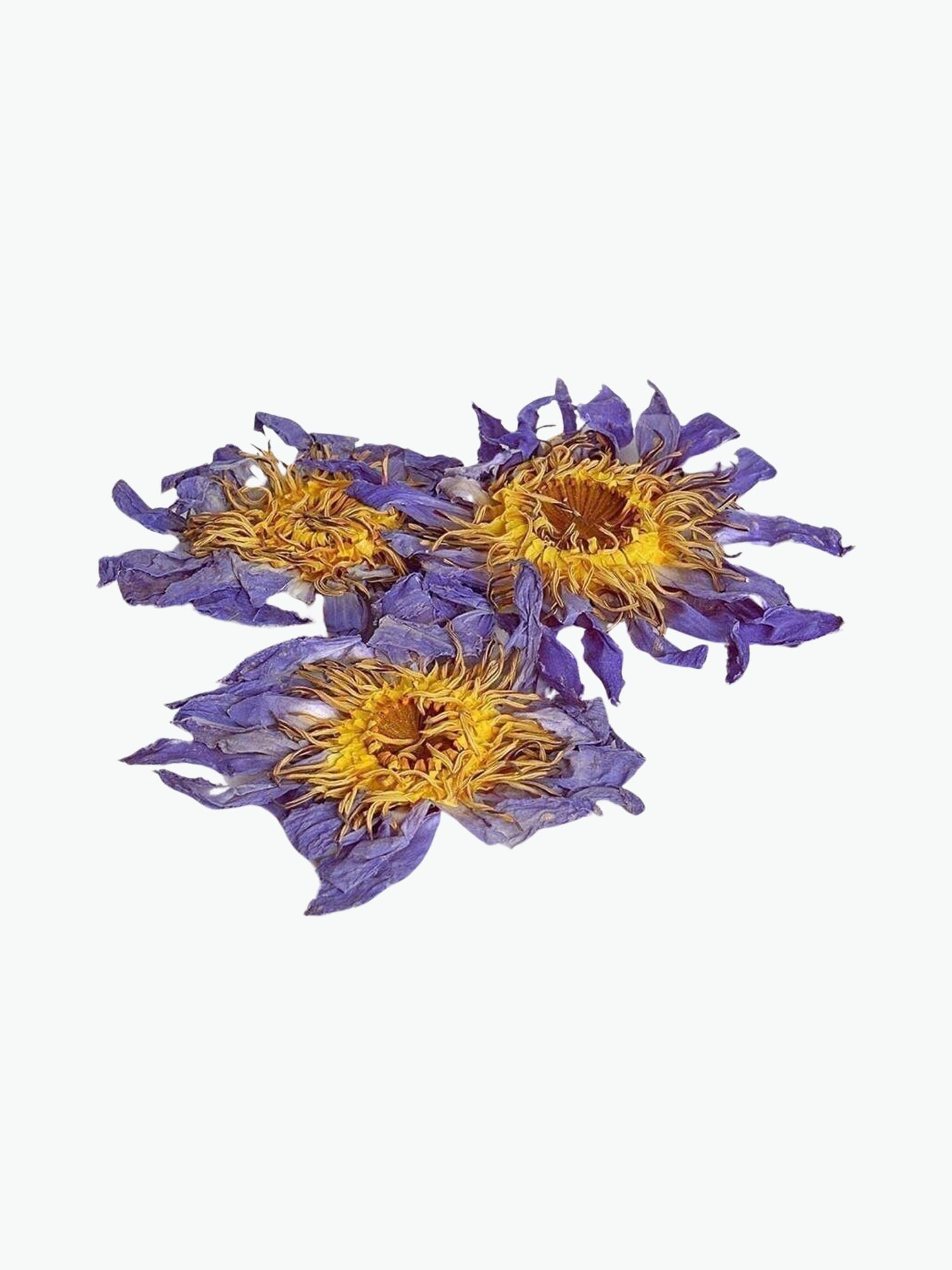 3 x Blå lotusblommor