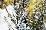 ANUK Manuka-droppar MGO400