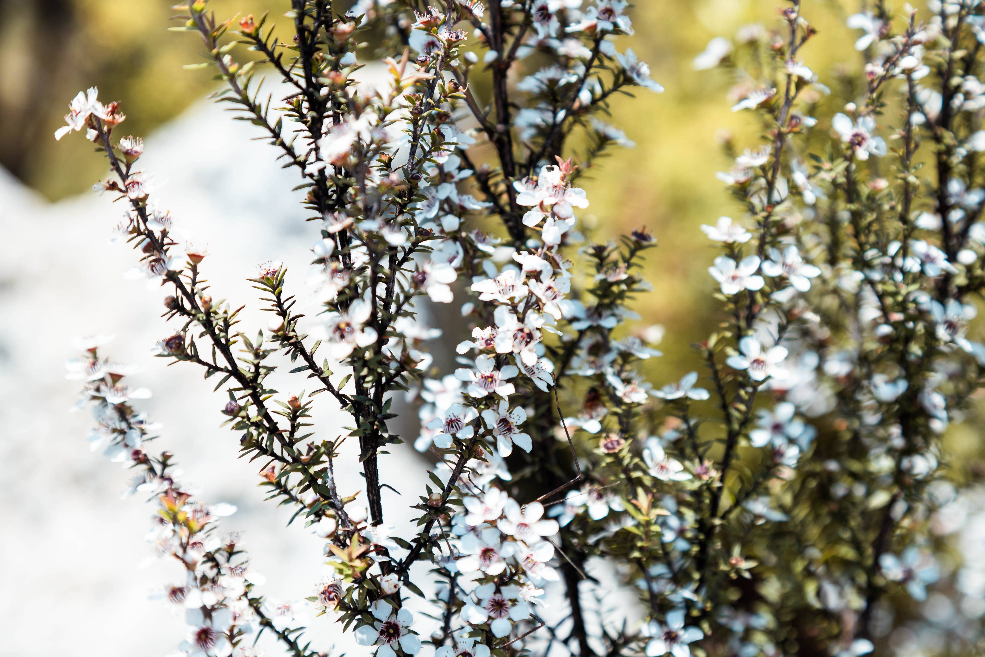 ANUK Manuka-droppar MGO400