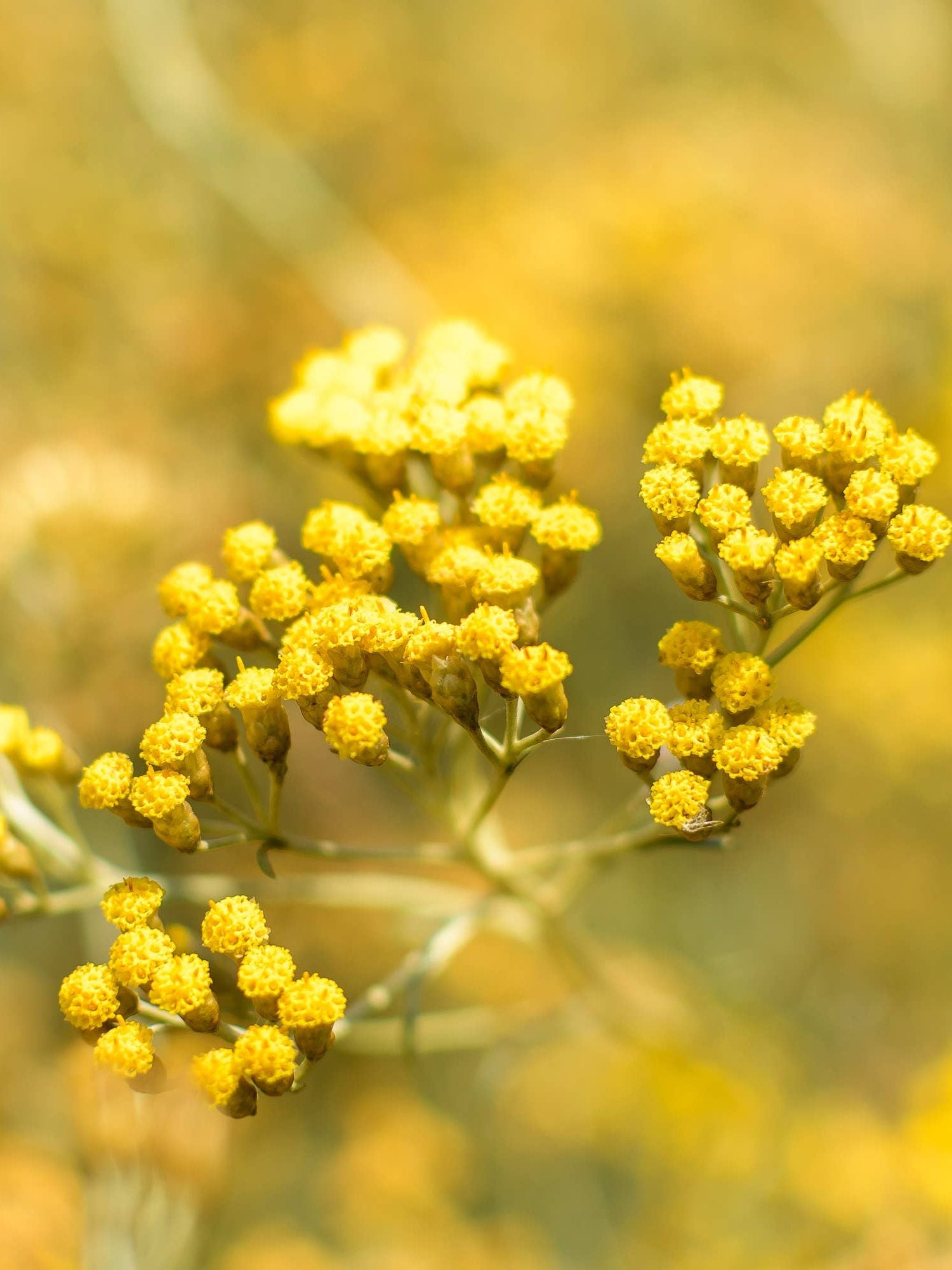 Immortelle Korsika Hydrolat 100ml