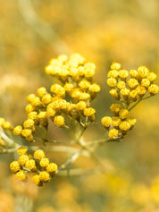 Immortelle Korsika Hydrolat 100ml