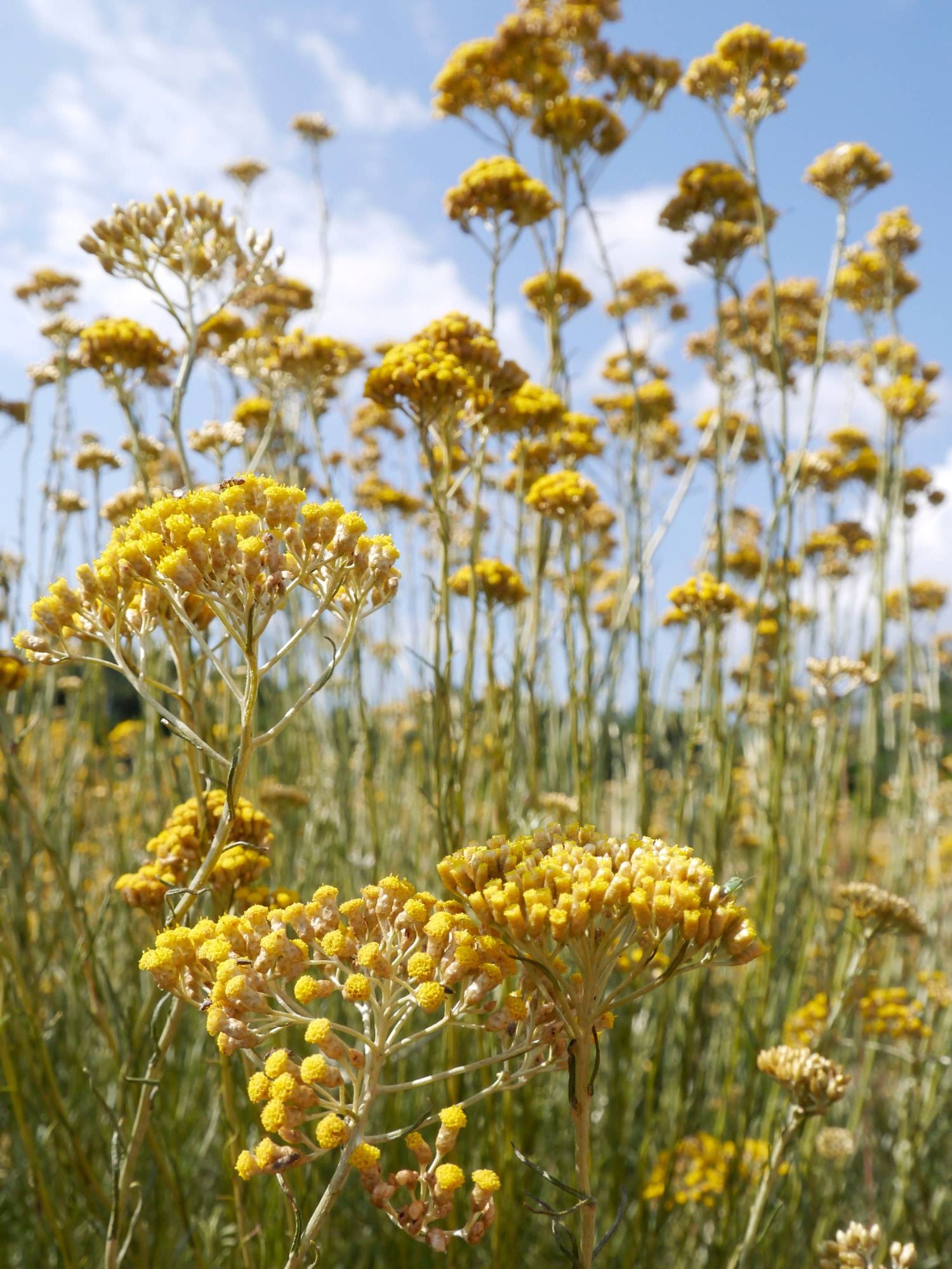 Immortelle Korsika Hydrolat 100ml