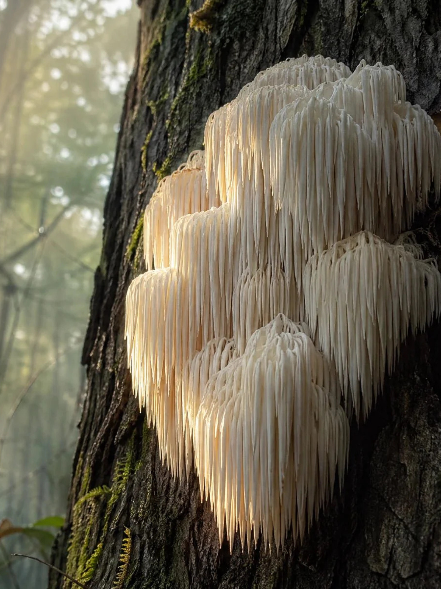 Ancient Therapy Lion's Mane 120 kapslar