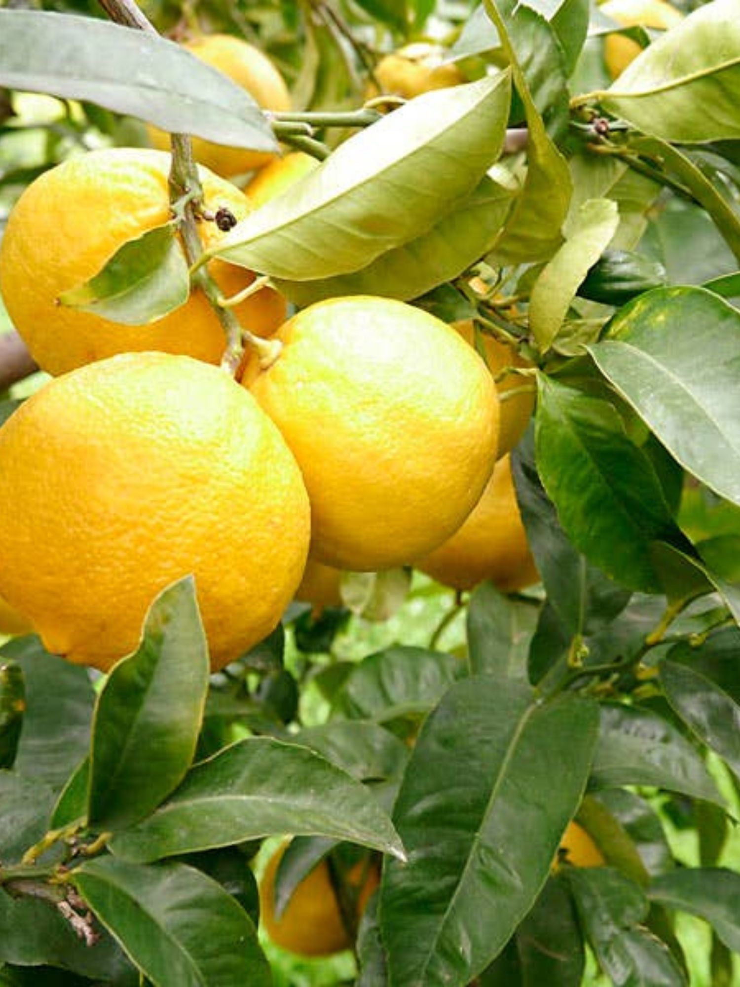 Citron Ekologisk Eterisk Olja 10ml