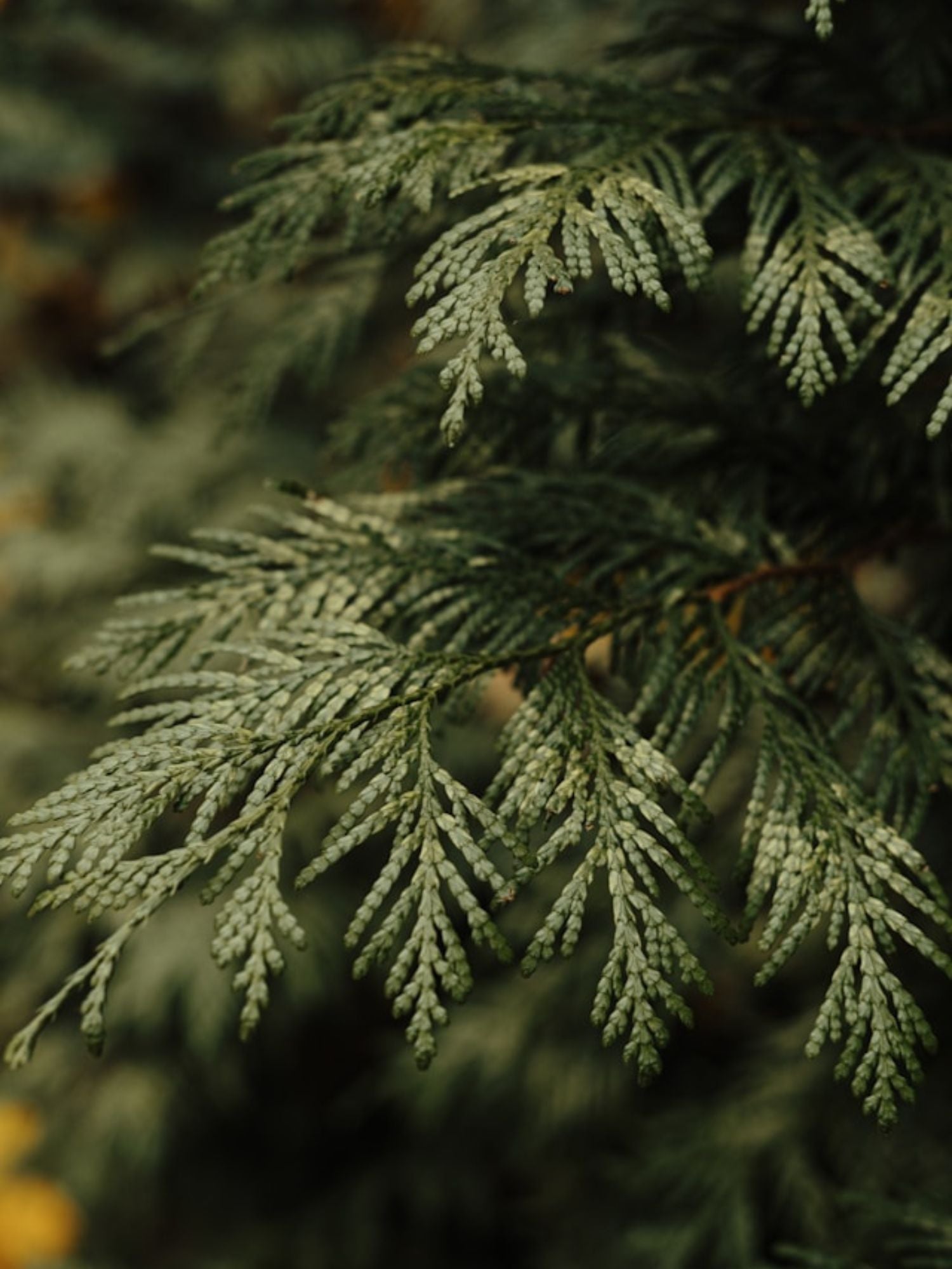 Cypress Provence Ekologisk Eterisk olja 10ml