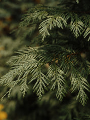 Cypress Provence Ekologisk Eterisk olja 10ml
