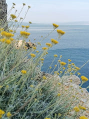 Immortelle Korsika Ekologisk Eterisk olja 5ml