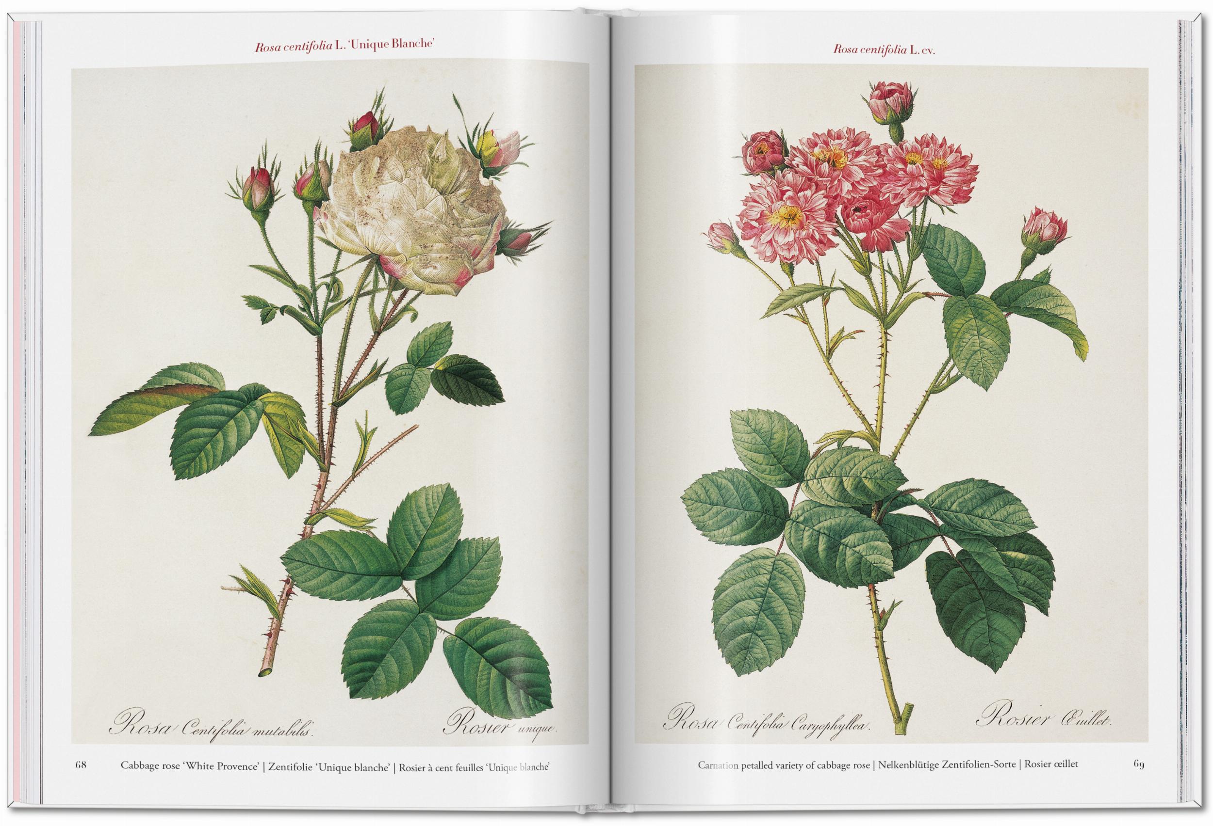 Redouté: Roses Taschen