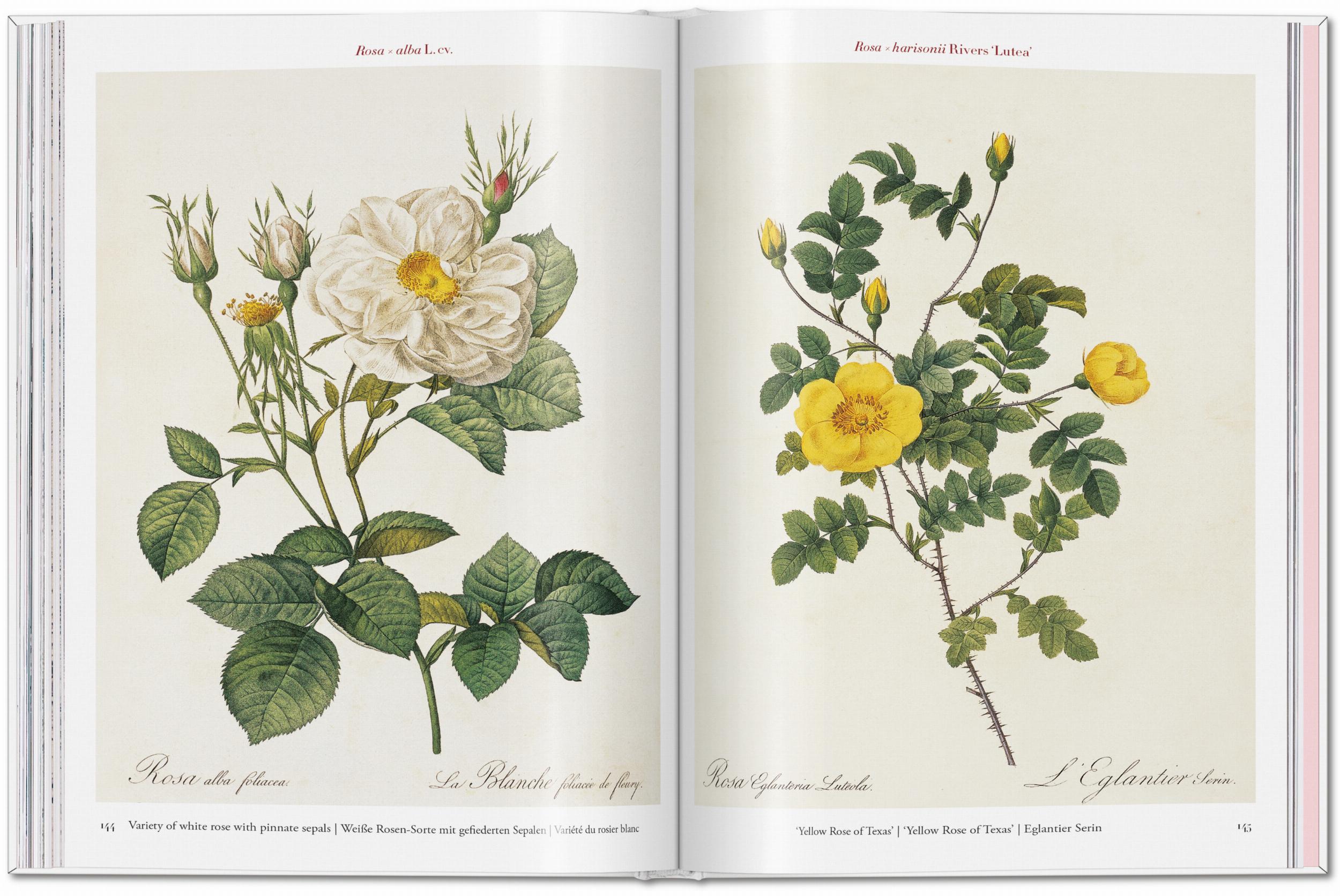 Redouté: Roses Taschen
