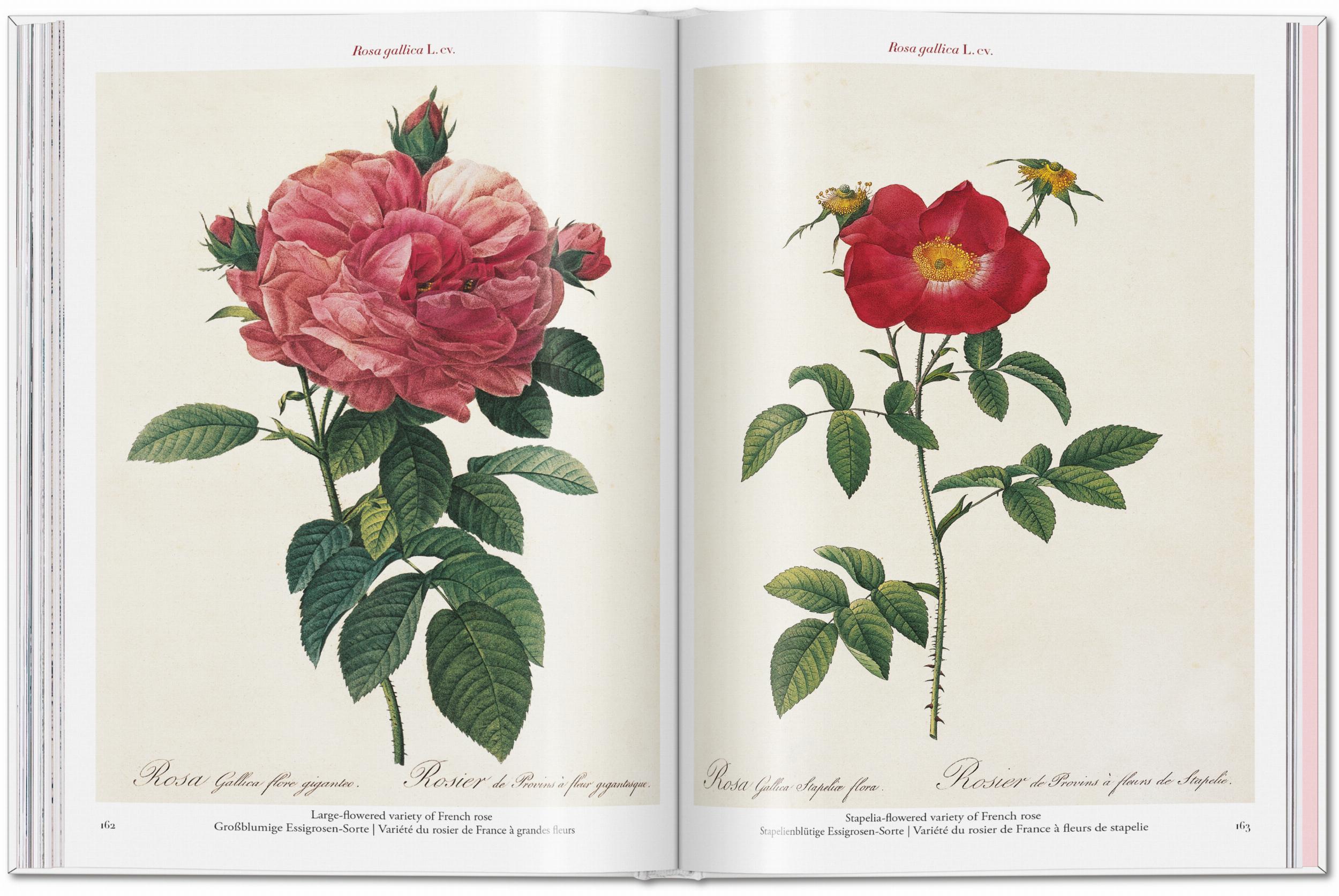 Redouté: Roses Taschen